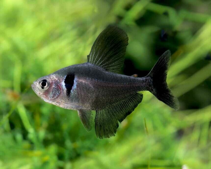 Imagem do Tetra Fantasma Preto
